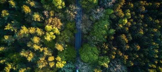 vista dall'alto di una foresta con una strada asfaltata e una macchina al centro